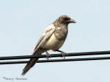 Black-billed Magpie ghost bird 7a.jpg