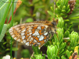 Boloria eunomia - Bog Fritillary 2a.jpg