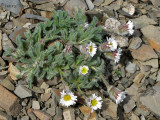 Wooly Fleabane 2a.jpg