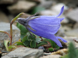 Alpine Harebell 2a.jpg