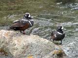 Harlequin Ducks males 4a.jpg