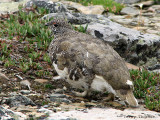 White-tailed Ptarmigan male 1a.jpg