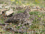 White-tailed Ptarmigan female with chick 1a.jpg