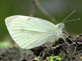 Pieris rapae - Cabbage White 1a.jpg