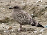 California Gull juvenile 1a.jpg