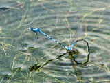 Enallagma sp. - Bluets either Boreal or Northern egg laying 2a.jpg