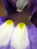 Kalms Lobelia macro 1a.jpg