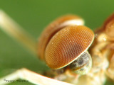 Mayfly head macro 1a.jpg