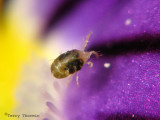 Tetranychus urticae - Two-spotted Spider Mite 1a.jpg