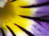 Violet macro 3a.jpg