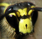 Yellowjacket face 1a.jpg