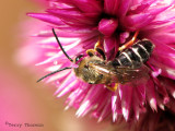 Lasioglossum zonulum - Sweat Bee 1a.jpg