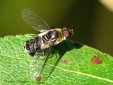 Bee Flies - Bombyliidae