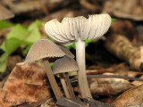 Mycena sp. B2a.jpg