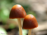 Fungus N1a.jpg