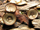 Cyathus striatus - Striate Birds Nest Fungus 2a.jpg