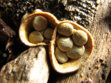 Crucibulum laeva - Yellow Birds Nest Fungus 2a.jpg