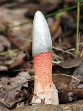 Mutinus caninus - Common Stinkhorn 1a.jpg