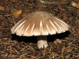 Fungus P1.JPG