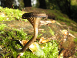 Pseudoclitocybe cyathiformis - The Goblet 1a.jpg