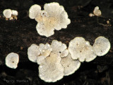 Plicaturopsis crispa 2b.jpg