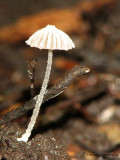 Coprinus disseminatus - Crumble Cap 1a.jpg