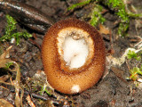 Humaria hemisphaerica - Hairy Fairy Cup 1b.jpg