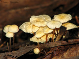 Marasmius pallidocephalus - Conifer Pinwheel 2a.jpg