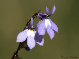 Kalms Lobelia 1a.jpg