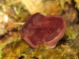 Ascocoryne cylichnium 1a.jpg