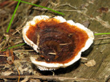 Ganoderma lucidum - Lacquered Polypore 1a.jpg