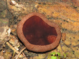 Peziza echinospora - Charcoal Cup 1.JPG