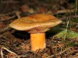 Hypomyces lactiflorum - Lobster Mushroom 2.JPG