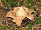 Geastrum sp. - Earthstar A8a.jpg