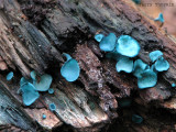 Chlorociboria aeruginascens - Blue Stain Fungus 6a.jpg