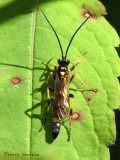 Ichneumoninae - Ichneumon Wasp J1a.jpg