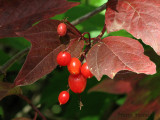 High Bush Cranberry 2a.jpg