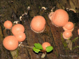 Lycogala epidendrum - Pink  Slime Mold 1.JPG