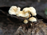 Marasmius epiphyllus - White Pinwheel 17a.jpg
