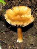 Hygrocybe acutoconica 2a.jpg