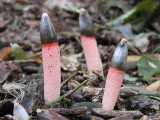 Mutinus caninus - Common Stinkhorn 4.JPG