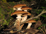 Armillaria mellea - Honey Mushroom 1.JPG