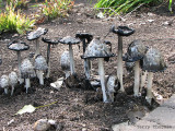 Coprinus comatus - Shaggy Mane 13.JPG