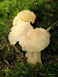 Helvella crispa - White Elfin Saddle 5a.jpg