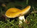 Russula claroflava - Yellow Swamp Russula 2.JPG