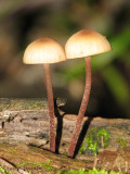 Mushroom Ma.jpg