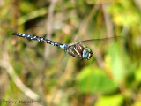 Aeshna palmata - Paddle-tailed Darner in flight 3a.jpg