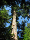 Cathedral Grove biggest tree Douglas Fir 1.JPG