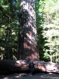 Cathedral Grove biggest tree Douglas Fir 2.JPG