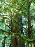 Cathedral Grove mossy branches 1.JPG